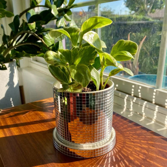 Pot Glam Flora